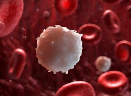 Comment augmenter les globules blancs naturellement ?