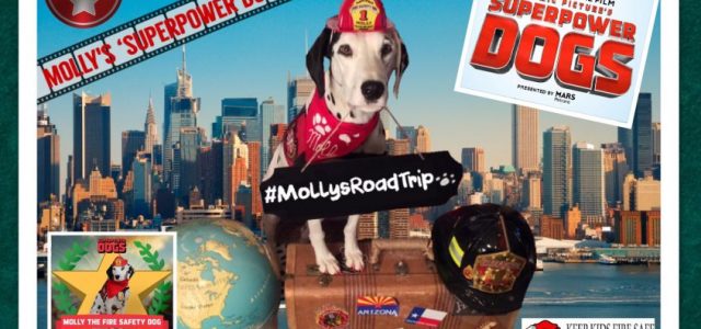 Suivez Molly, la chienne de sécurité incendie, dans sa tournée des Superpowers Dogs ! #MollysRoadTrip