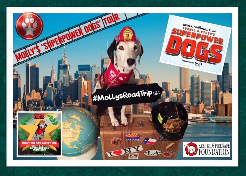 Suivez Molly, la chienne de sécurité incendie, dans sa tournée des Superpowers Dogs ! #MollysRoadTrip