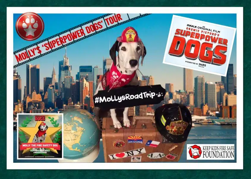 Suivez Molly, la chienne de sécurité incendie, dans sa tournée des Superpowers Dogs ! #MollysRoadTrip