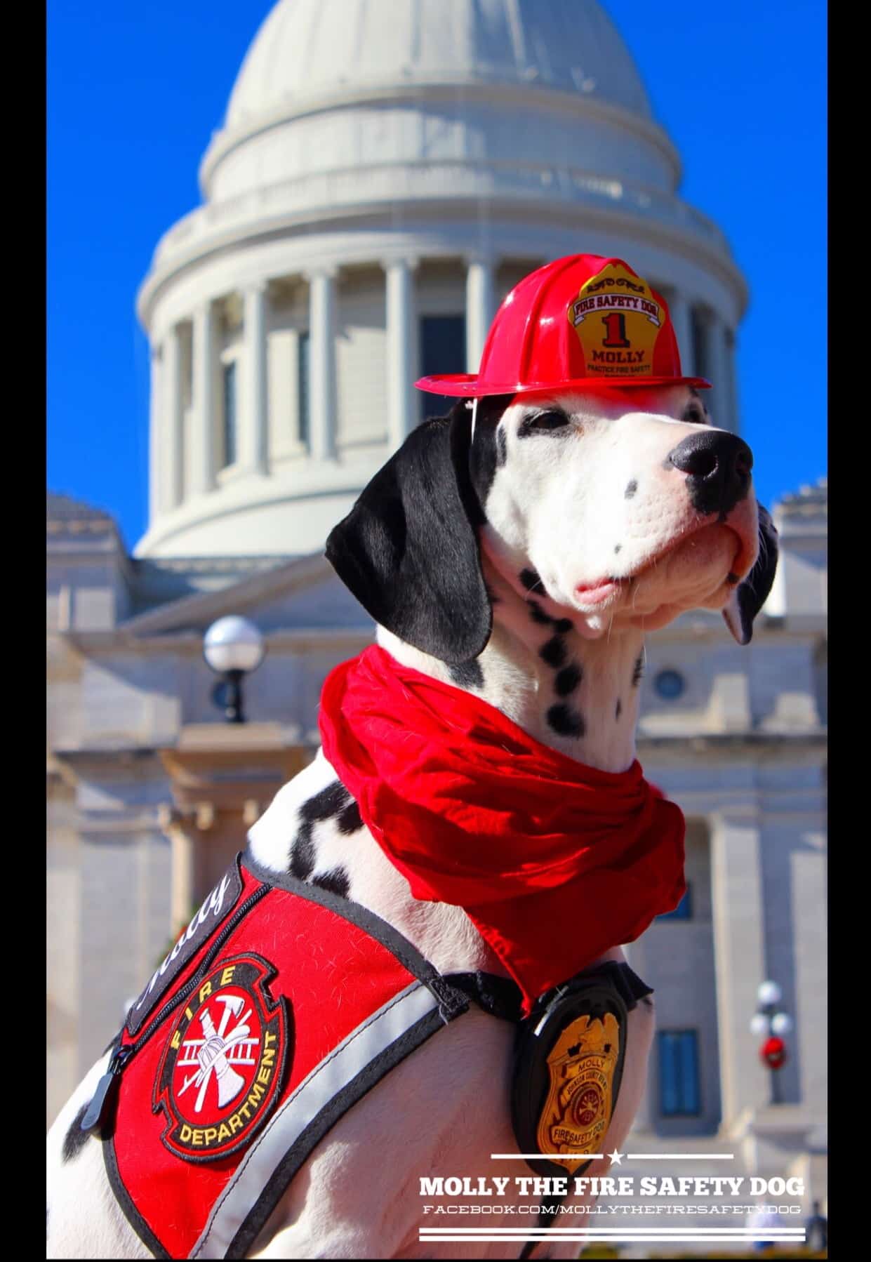 Follow Molly, the Fire Safety Dog, on her Superpowers Dogs' Tour! #MollysRoadTrip