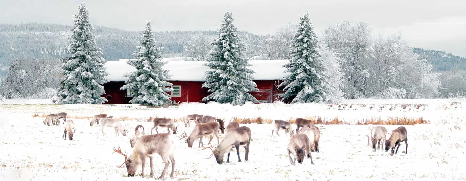 La découverte de la Laponie en vacances d'hiver