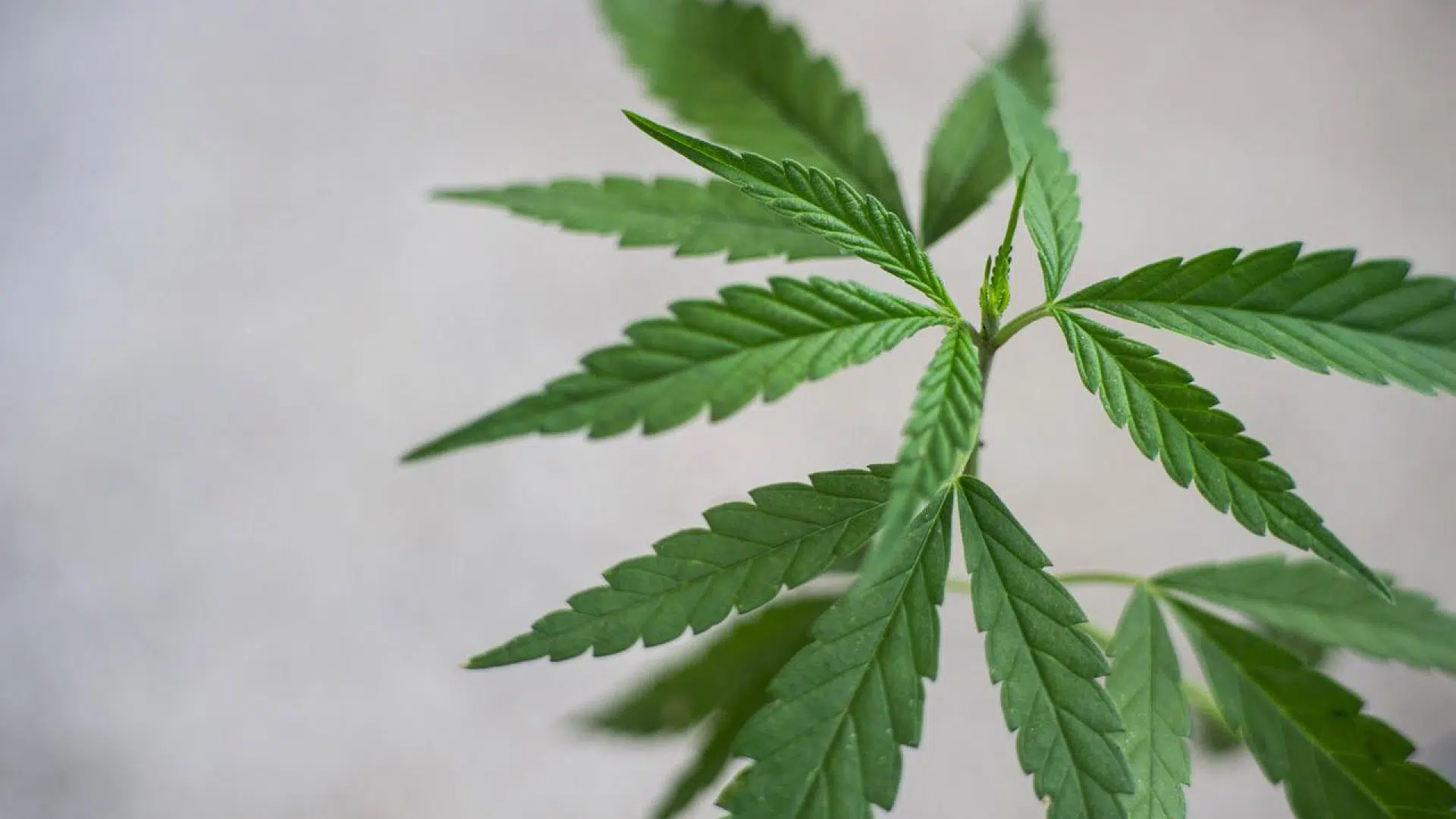 Comment acheter des fleurs de CBD sur Internet ?