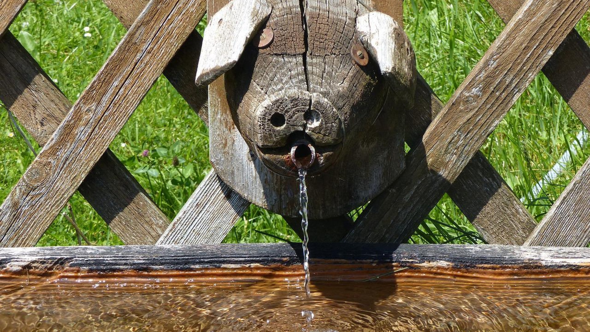 Comment choisir un abreuvoir pour cochon ?