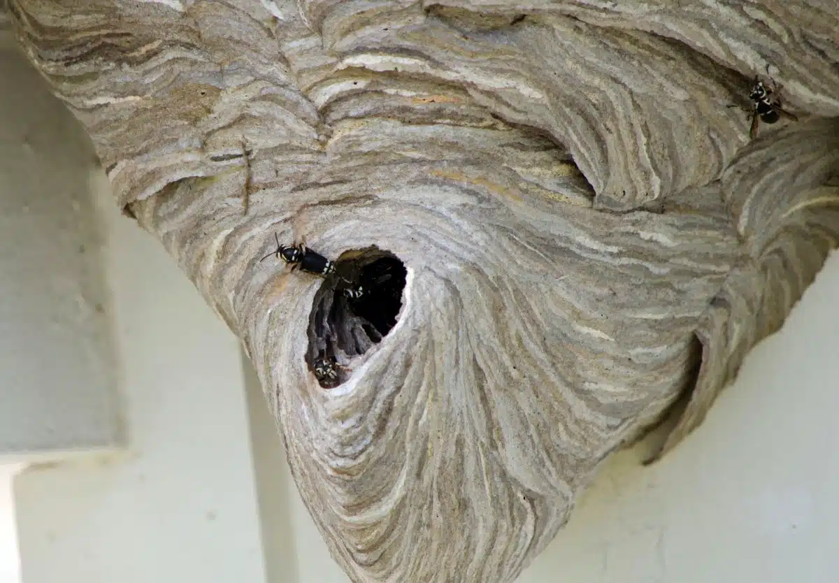 nids de frelons asiatiques