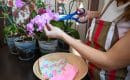 Comment tailler une orchidée défleurie ?