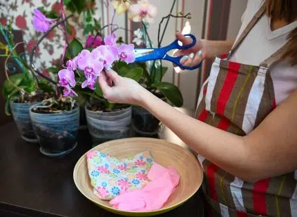 Comment tailler une orchidée défleurie ?