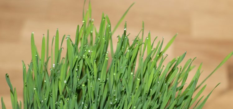 Quels sont les avantages potentiels de l’agropyre ?